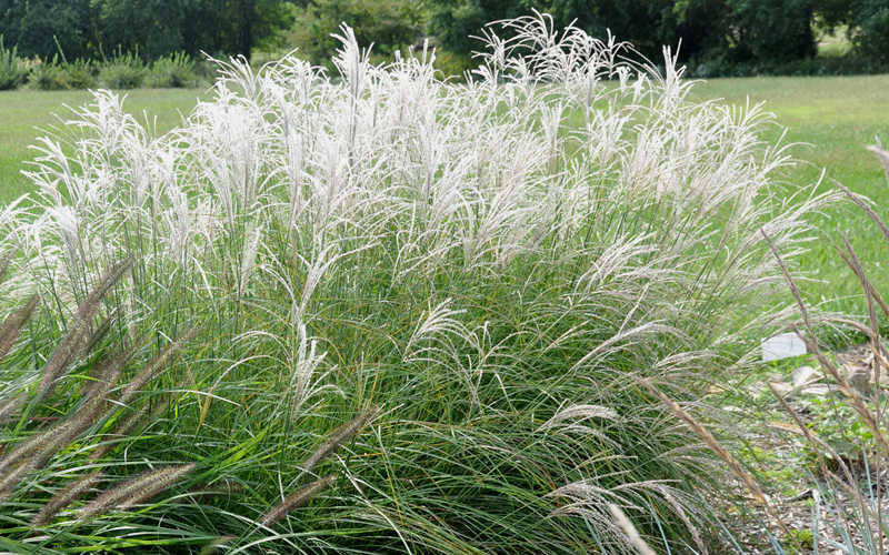 Miscanthus sinensis 'Little Kitten' Little Kitten Dwarf Maiden Grass