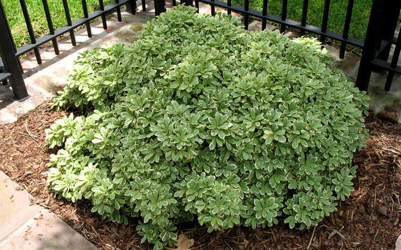Pittosporum tobira 'Variegatum' Variegated Pittosporum