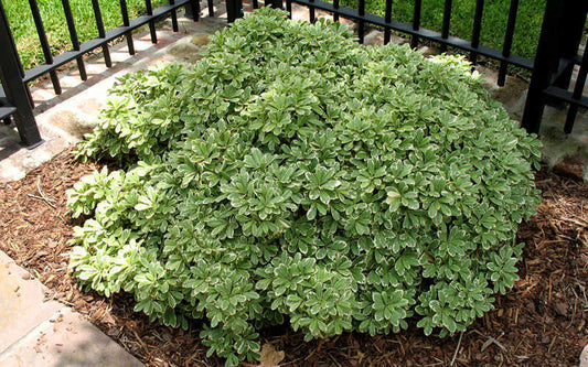 Pittosporum tobira 'Variegatum' Variegated Pittosporum