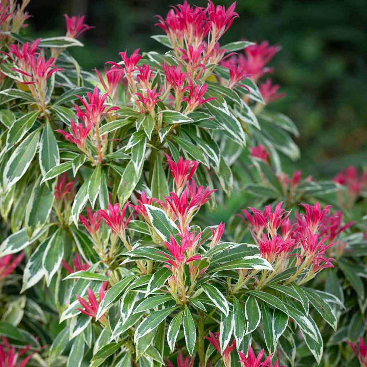 Pieris japonica 'Flaming Silver' Flaming Silver Japanese Pieris 6g