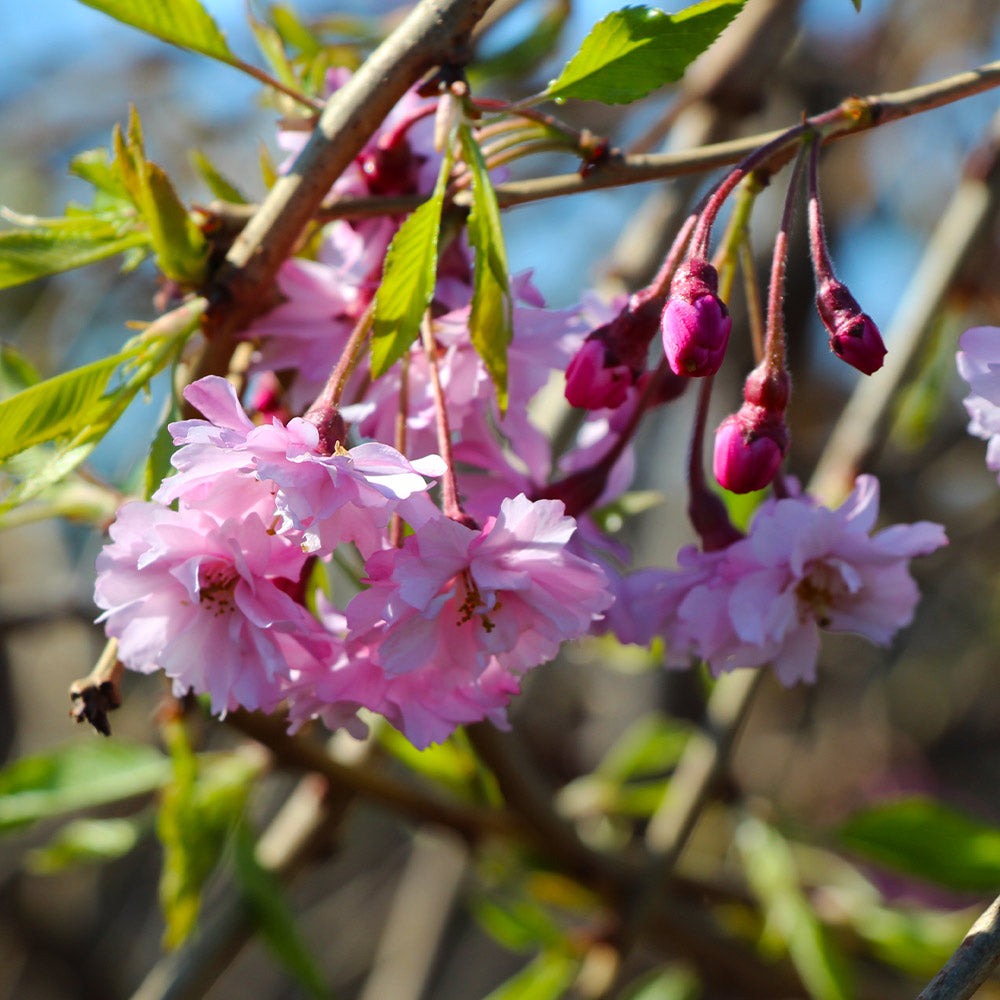 Prunus subhirtella var. pendula Double Pink Weeping Cherry 15g