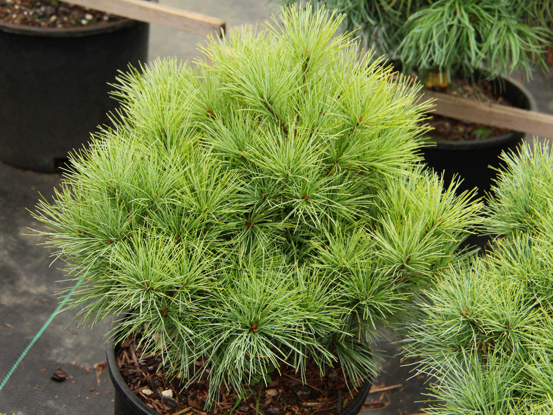 Pinus strobus 'Sea Urchin' Sea Urchin Eastern White Pine 10 Gallon ...