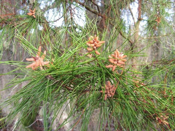Pinus taeda Loblolly Pine 3g