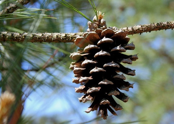 Pinus taeda Loblolly Pine 3g