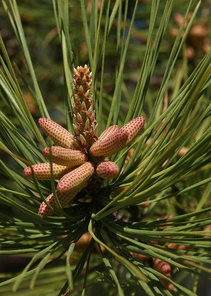 Pinus taeda Loblolly Pine 3g