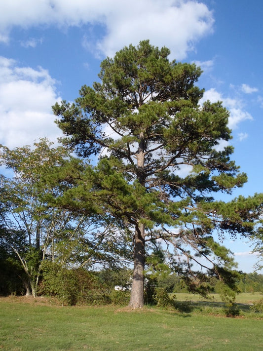 Pinus taeda Loblolly Pine 3g