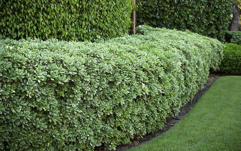 Pittosporum tobira 'Variegatum' Variegated Pittosporum