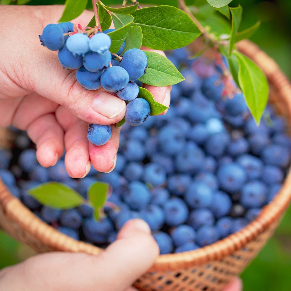 Vaccinium ashei 'Premier' Premier Rabbiteye Blueberry 3g