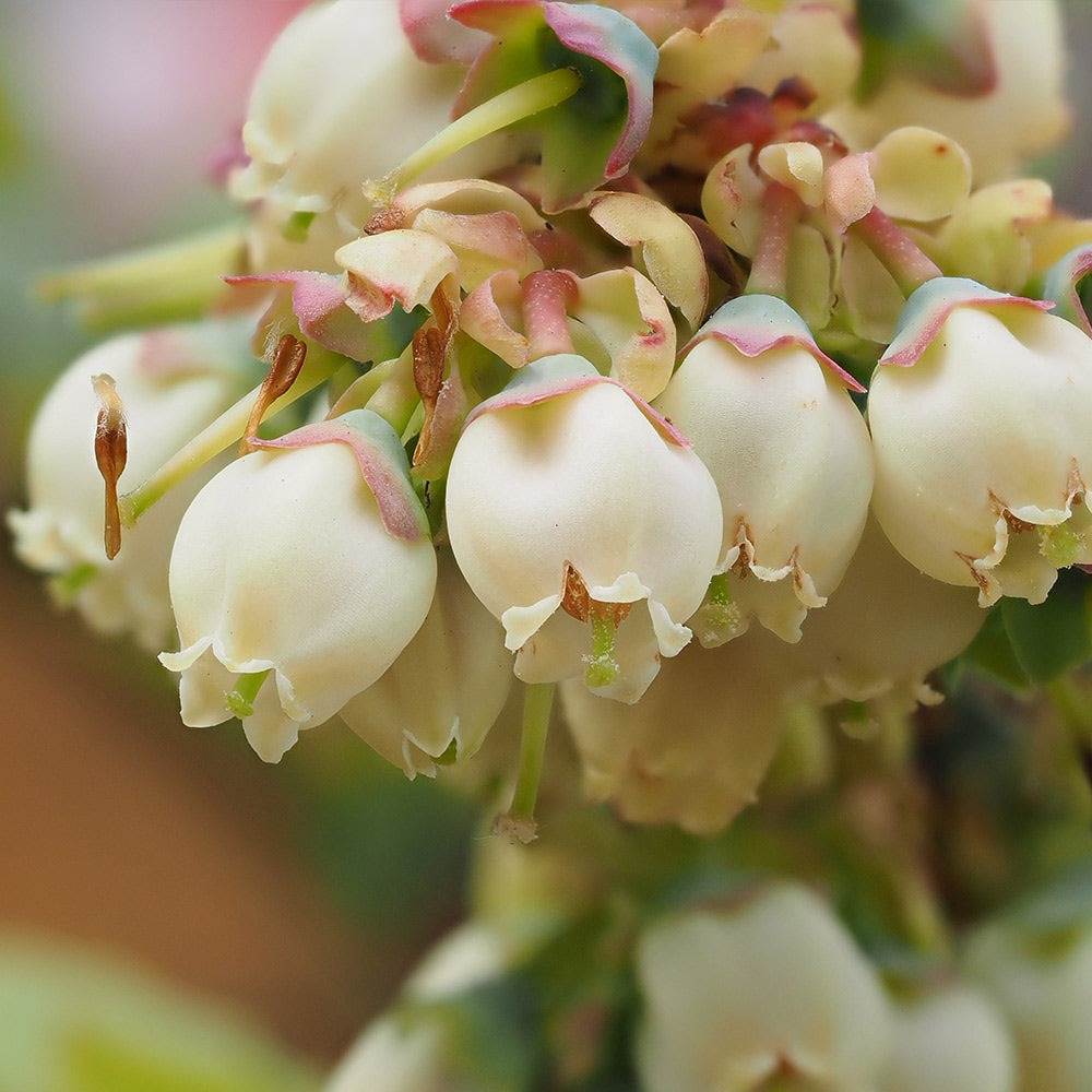 Vaccinium ashei 'Premier' Premier Rabbiteye Blueberry 3g