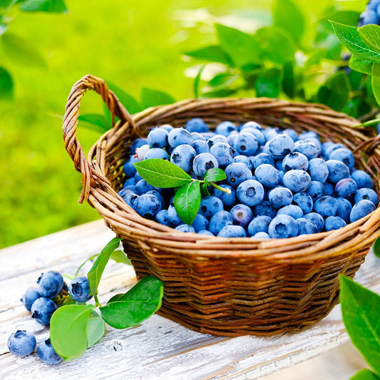 Vaccinium ashei 'Premier' Premier Rabbiteye Blueberry 3g
