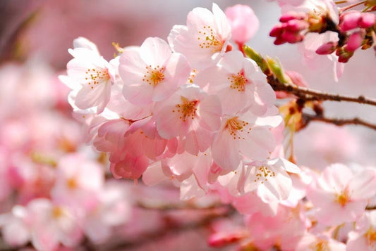 Prunus x yedoensis 'Akebono' Akebono Yoshino Cherry 15 Gallon