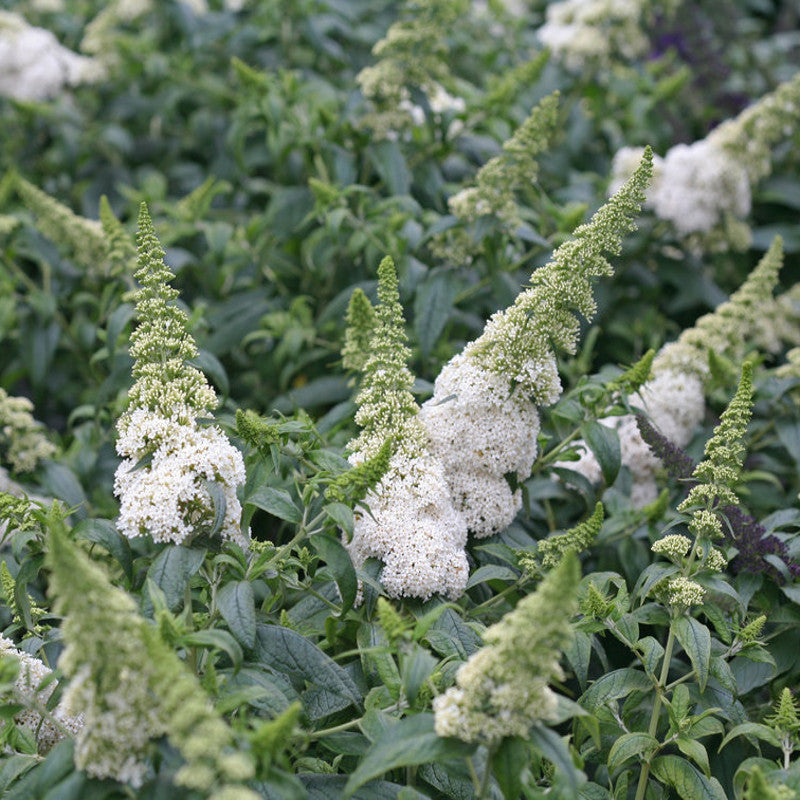 Buddleia x 'SMNBDW' USPP 28,795 Pugster White® Butterfly Bush 3 Gallon