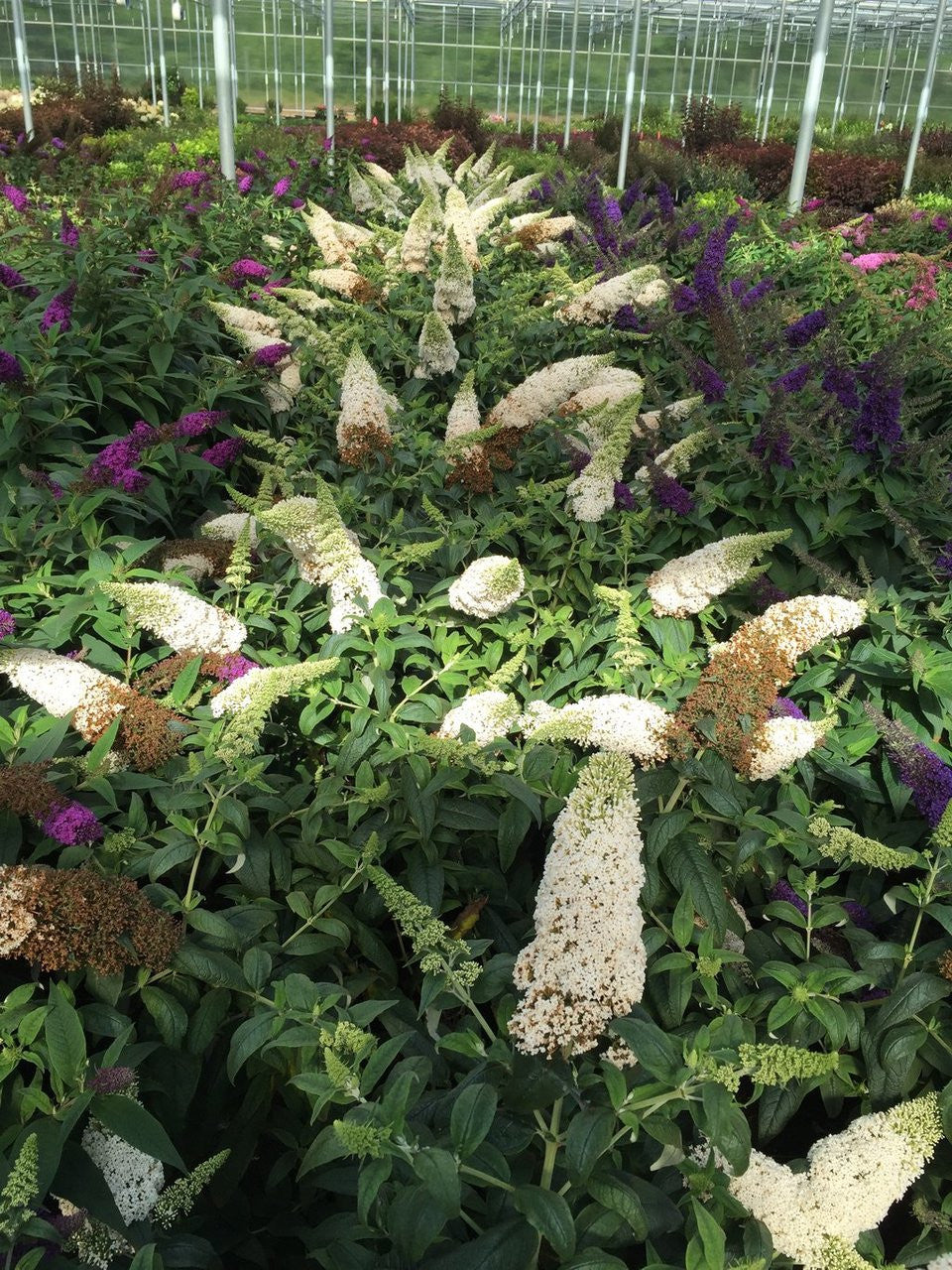 Buddleia x 'SMNBDW' USPP 28,795 Pugster White® Butterfly Bush 3 Gallon