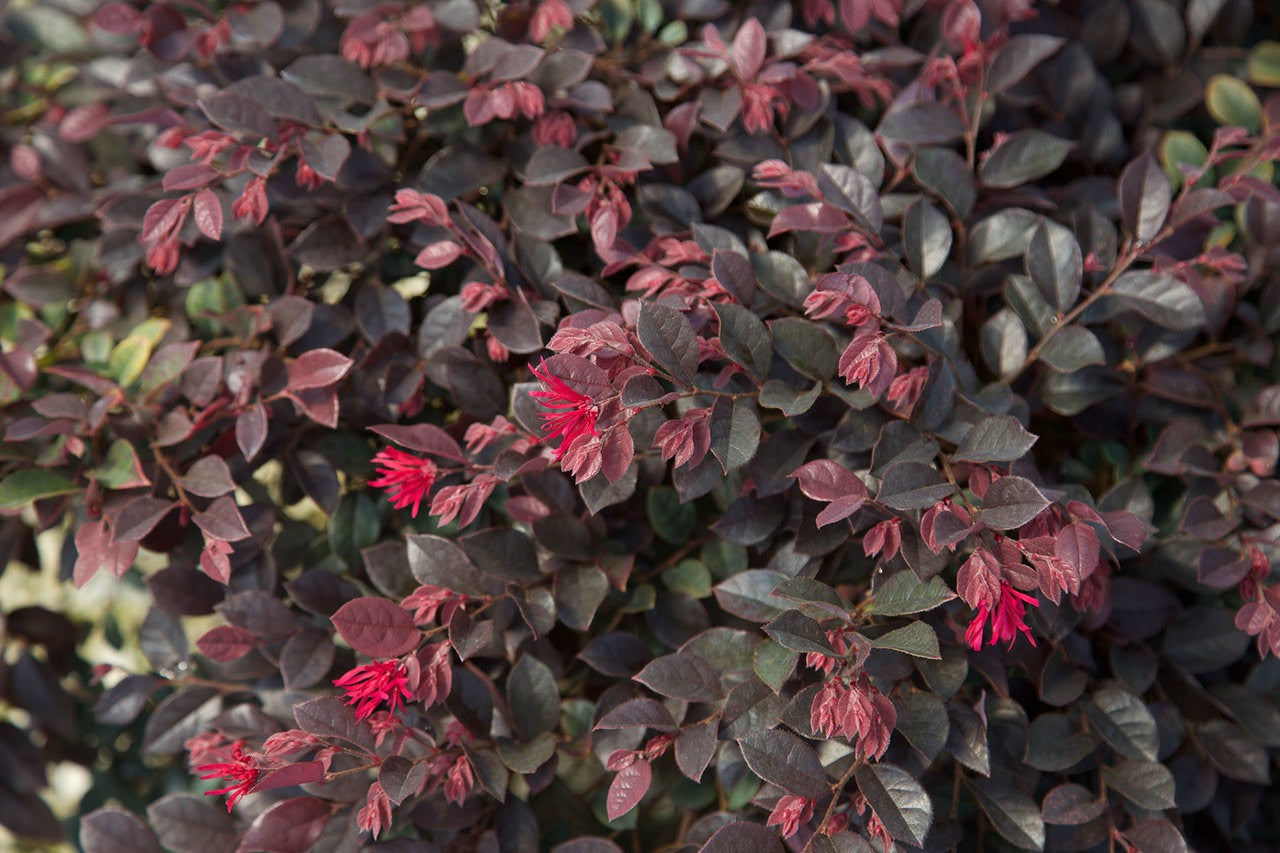 Loropetalum chin 'PPI' PP25471 Purple Daydream® Dwarf Chinese Fringe 3g