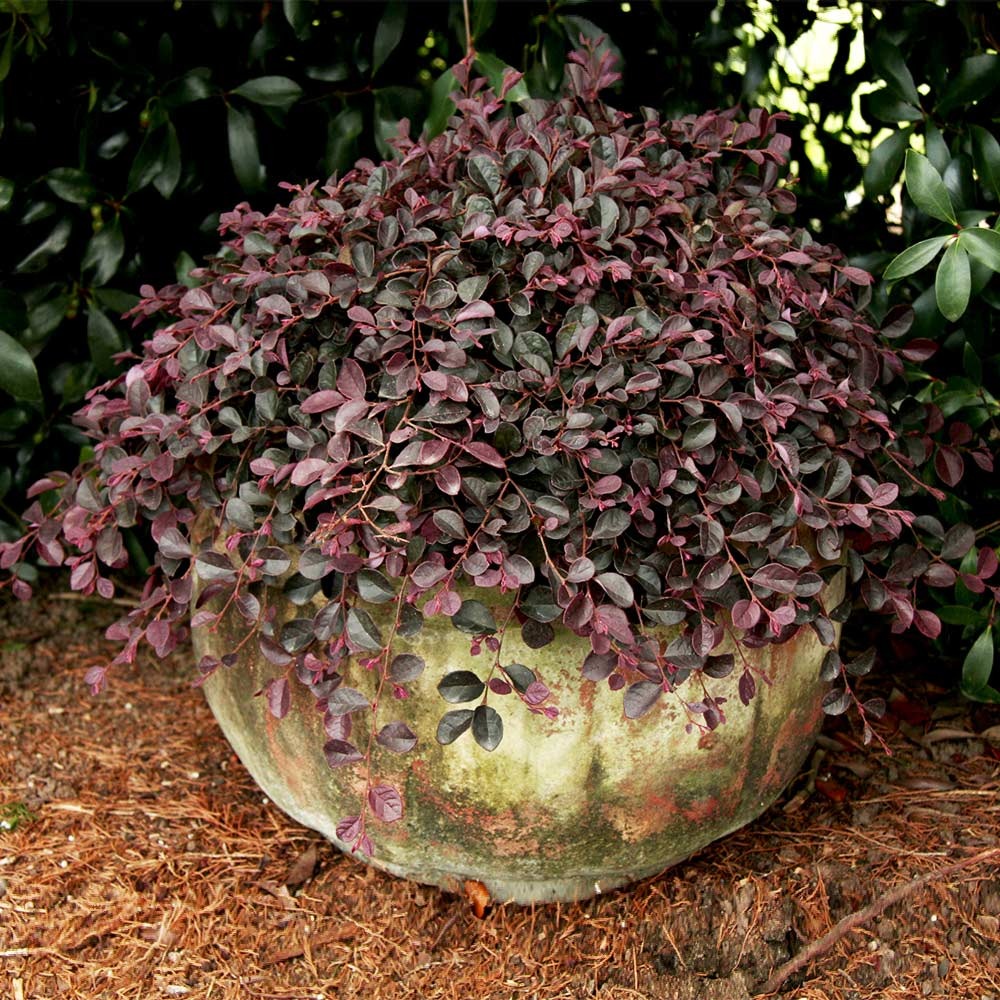 Loropetalum chin. 'Peack' PP18441 Purple Pixie® Dwarf Weeping Loropetalum 3g