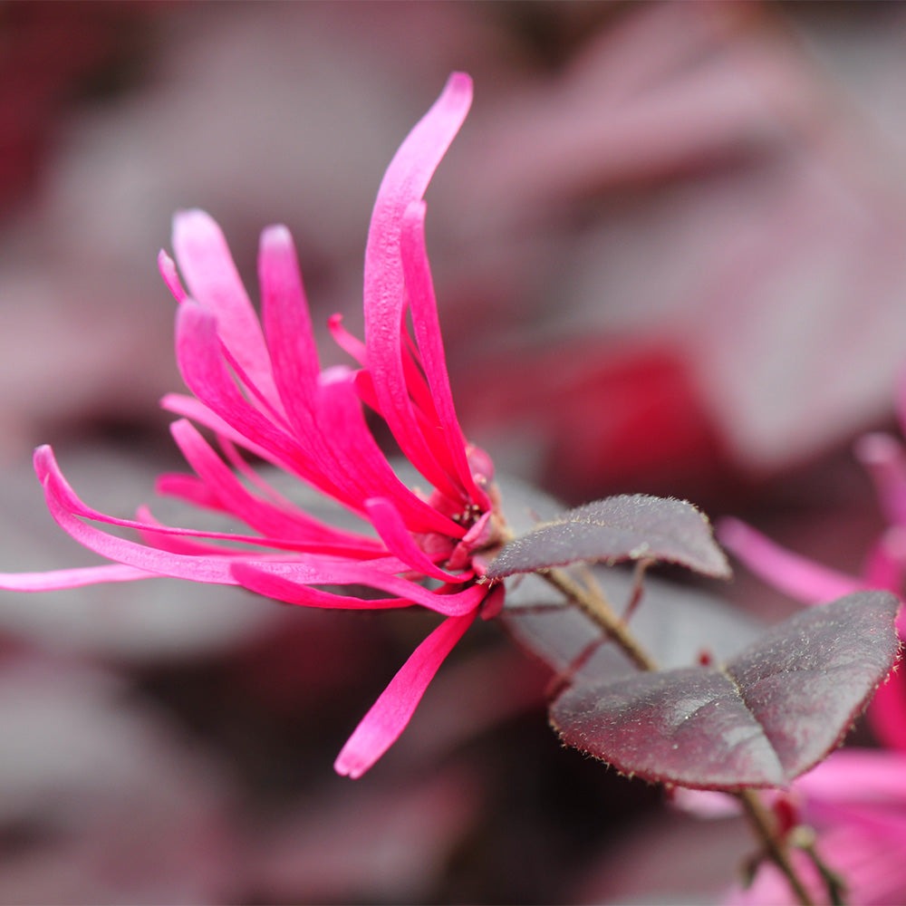 Loropetalum chin. 'Peack' PP18441 Purple Pixie® Dwarf Weeping Loropetalum 3g