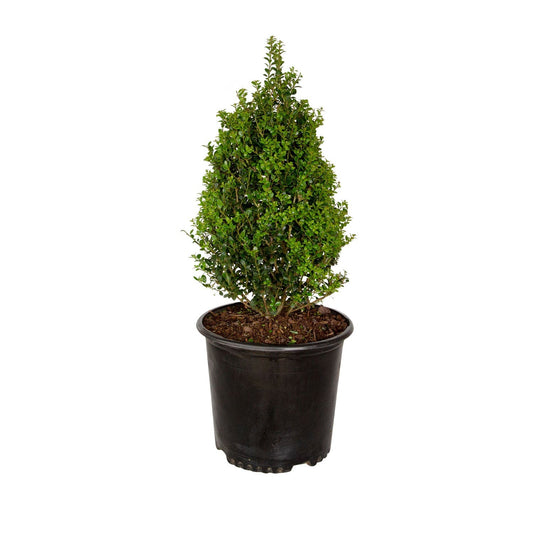 Ilex crenata 'Steeds' Steeds Upright Holly