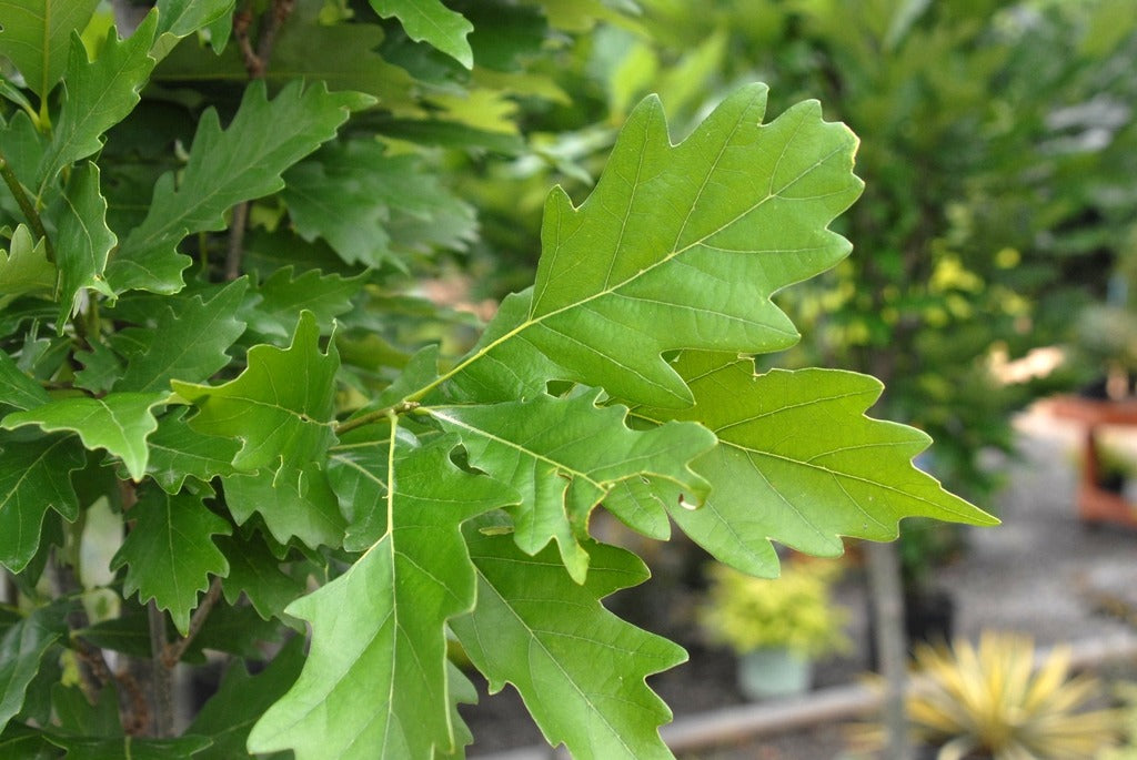 Quercus robur x bicolor 'Nadler' Kindred Spirit® Oak 15g