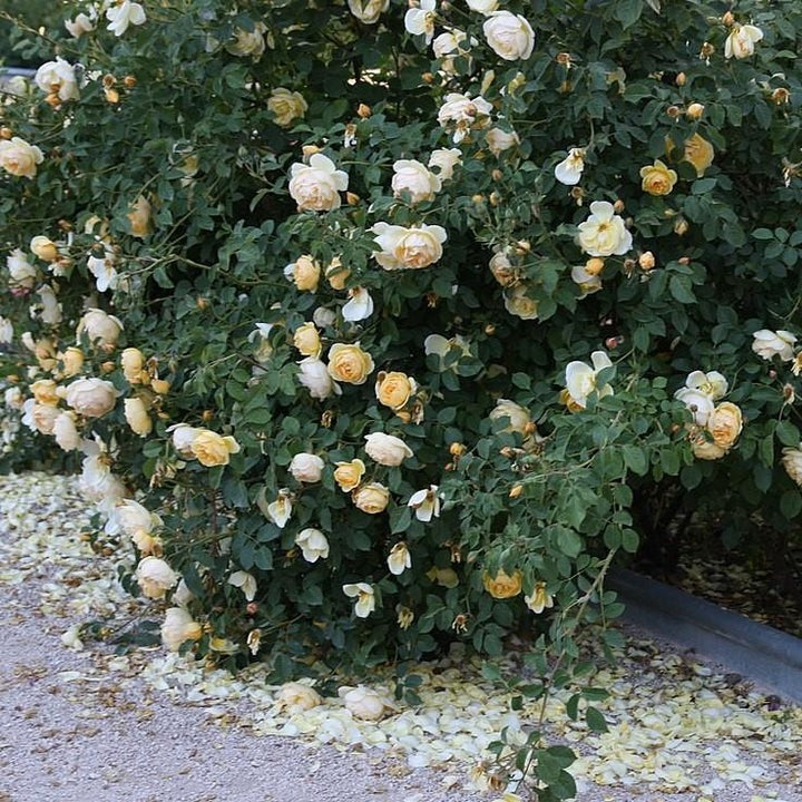 Rosa 'Novarospop' PP24773 Popcorn Drift® Rose 3g
