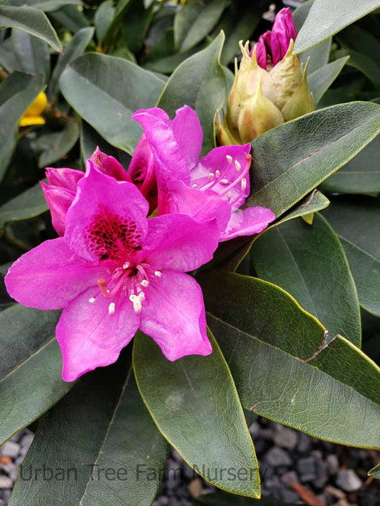 Rhododendron x 'Anah Kruschke' Anah Kruschke Rhododendron 10g