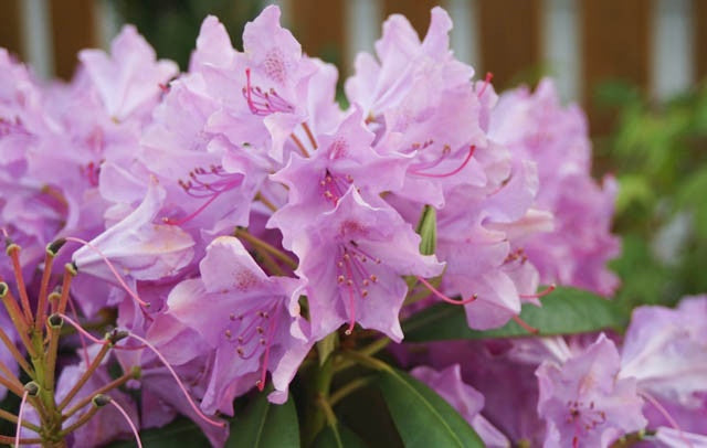 Rhododendron x 'English Roseum' English Roseum Rhododendron 3 Gallon
