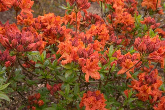 Rhododendron x 'Gibraltar' Gibraltar Exbury Azalea (Deciduous)