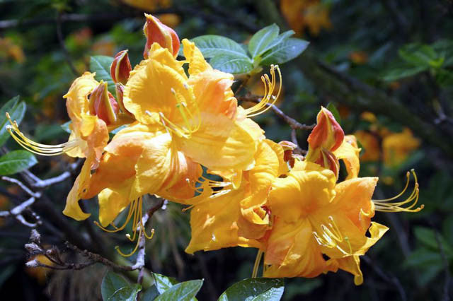 Rhododendron x 'Klondyke' Klondyke Azalea Deciduous 6 Gallon