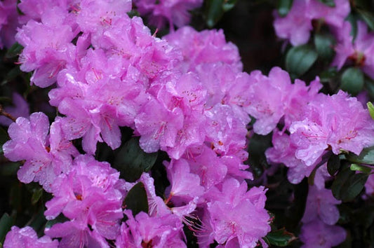 Rhododendron x 'PJM Elite' PJM Elite Rhododendron