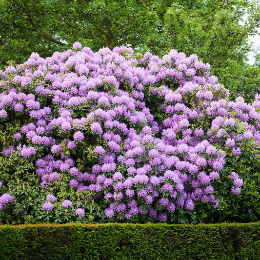 Rhododendron catawbiense 'Boursault' Catawba Boursault  Rhododendron 3g