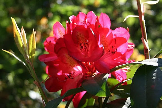 Rhododendron x 'Nova Zembla' Nova Zembla Rhododendron 3g