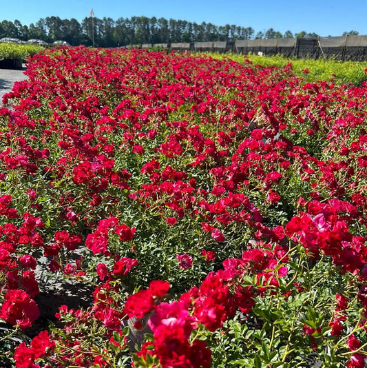 Rosa 'Meigalpio' PP17877 - TREE FORM Red Drift® Rose 15g STD