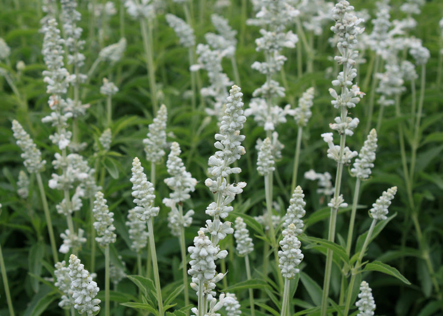 Salvia 'White Flame' White Flame Salvia 1 Gallon