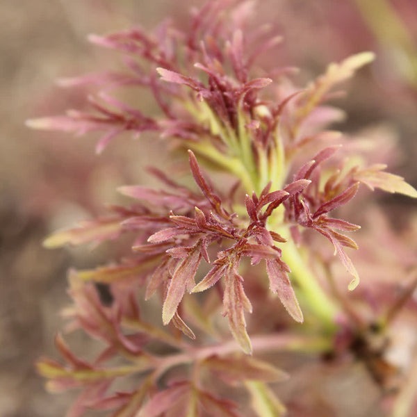 Sambucus racemosa 'Lemony Lace' Lemony Lace® Elderberry 3g