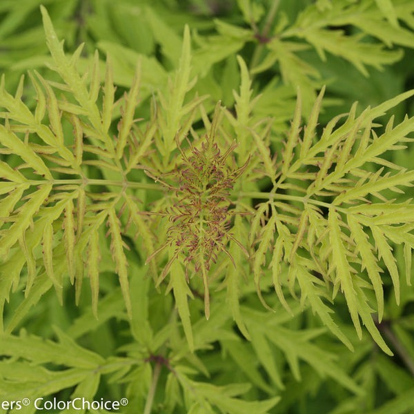 Sambucus racemosa 'Lemony Lace' Lemony Lace® Elderberry 3g