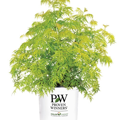 Sambucus racemosa 'Lemony Lace' Lemony Lace® Elderberry 3g