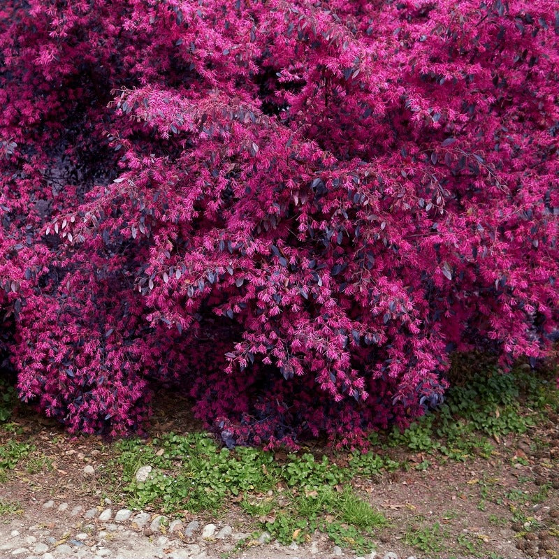 Loropetalum chin. 'Red Chocolate' Red Chocolate Loropetalum 3g