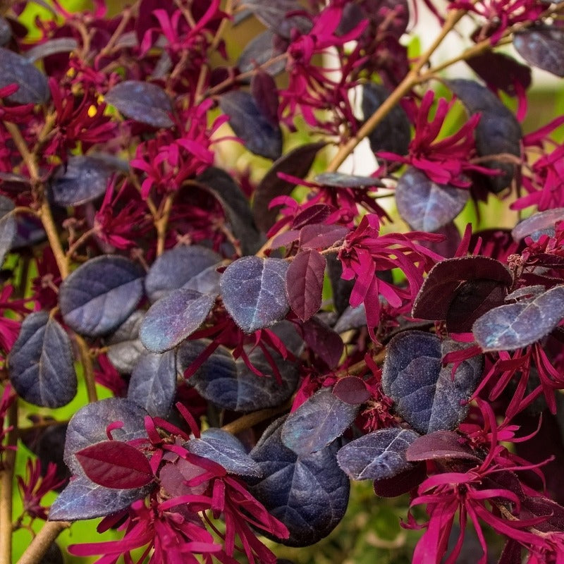 Loropetalum chin. 'Red Chocolate' Red Chocolate Loropetalum 3g