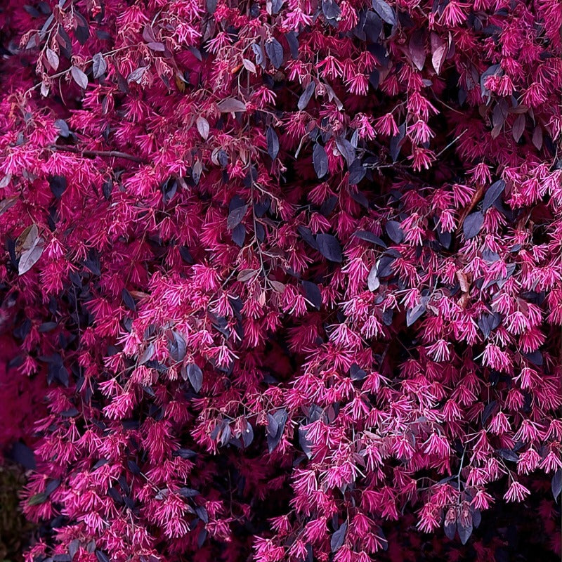 Loropetalum chin. 'Red Chocolate' Red Chocolate Loropetalum 3g