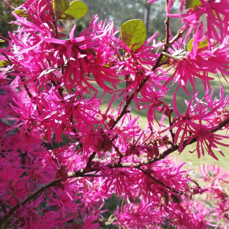 Loropetalum chin. 'Daruma' var. rubrum Daruma Chinese Fringe 3 Gallon