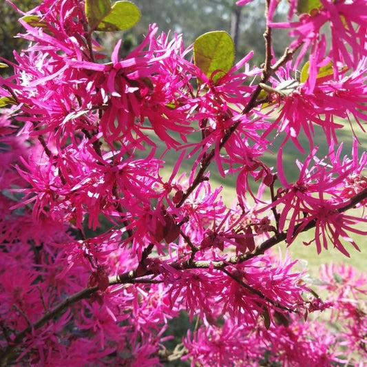 Loropetalum chin. 'Daruma' var. rubrum Daruma Chinese Fringe 3 Gallon