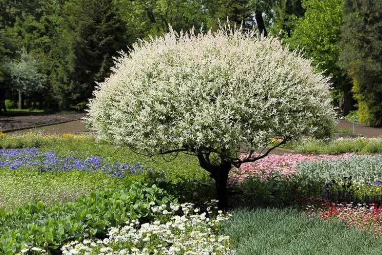 Salix integra 'Hakuro-Nishiki' Dappled Willow TREE FORM 10 Gallon STD