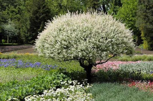 Salix integra 'Hakuro-Nishiki' Dappled Willow TREE FORM 10 Gallon STD