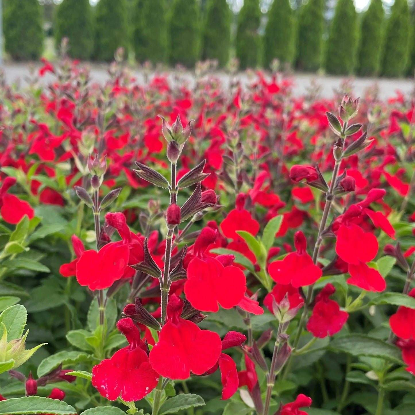Salvia greggii 'Radio Red' PP26362 Radio Red Salvia 1g