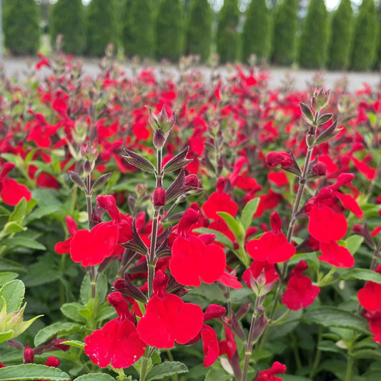 Salvia greggii 'Radio Red' PP26362 Radio Red Salvia 1g