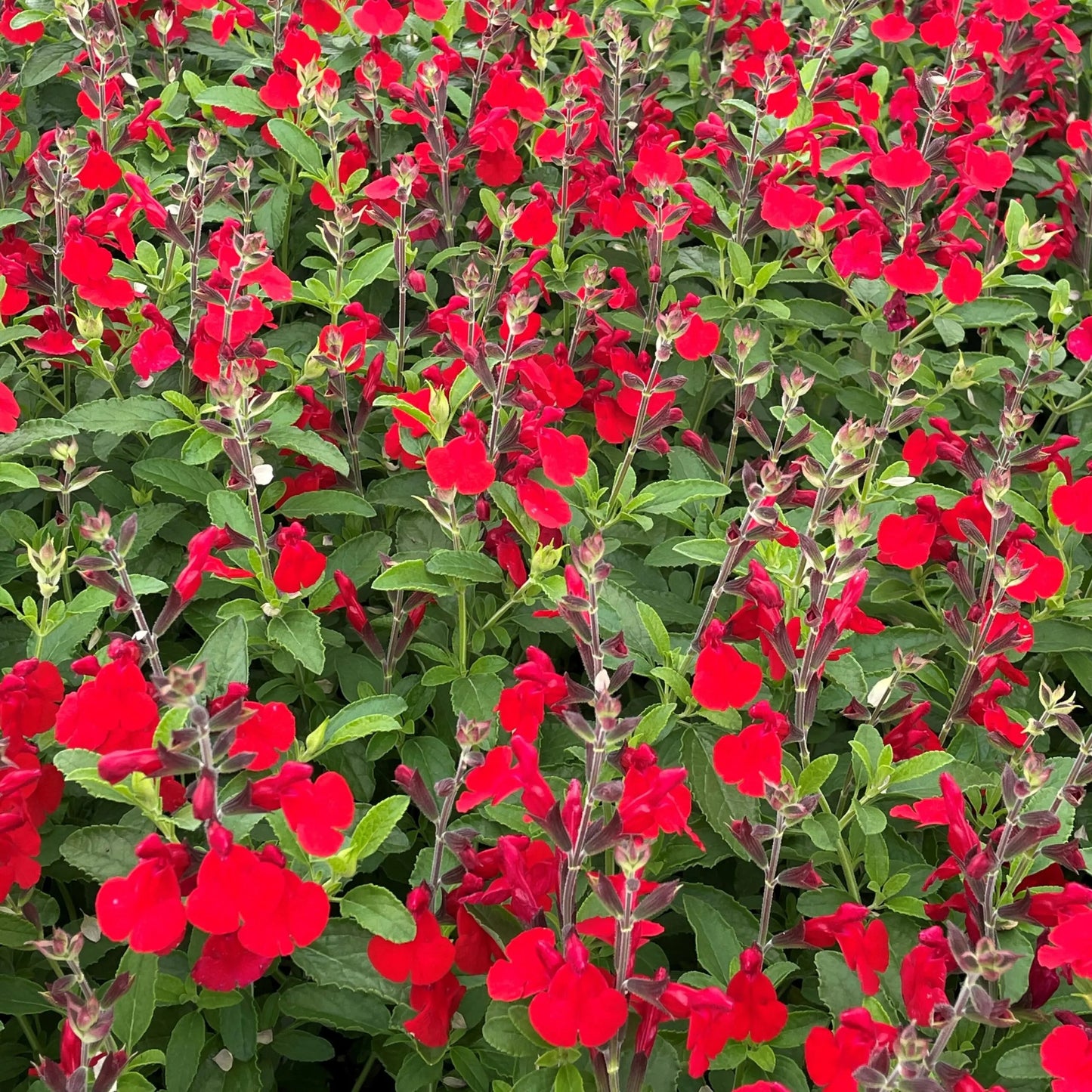 Salvia greggii 'Radio Red' PP26362 Radio Red Salvia 1g