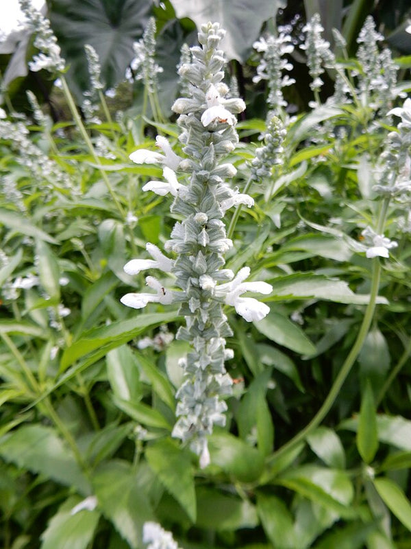 Salvia 'White Flame' White Flame Salvia 1 Gallon