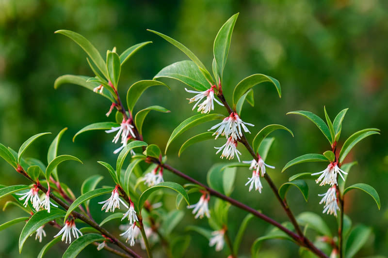 Sarcococca hookeriana var. humilis Himalayan Sweetbox 1 Gallon