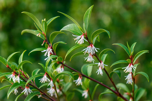 Sarcococca hookeriana var. humilis Himalayan Sweetbox 1 Gallon