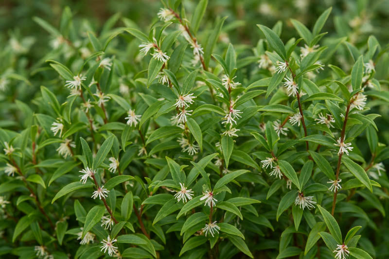 Sarcococca hookeriana var. humilis Himalayan Sweetbox 1 Gallon