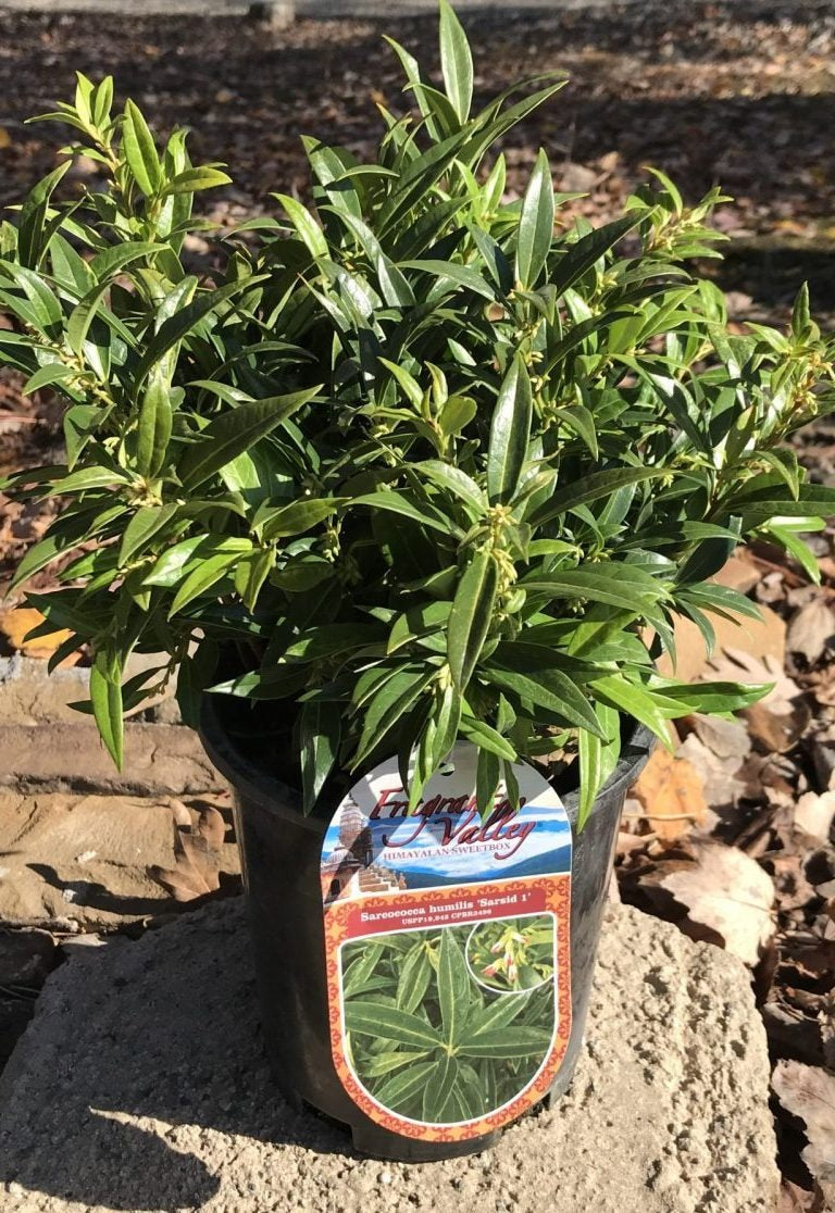 Sarcococca hook. var. humilis 'Sarsid1' PP19942 Fragrant Valley™ Sweetbox